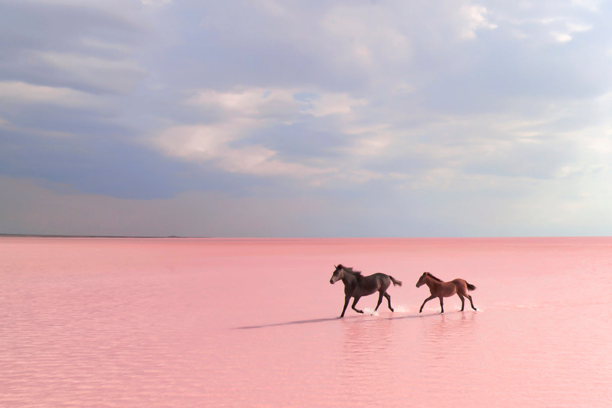 pink salt lake Poster och Canvastavla