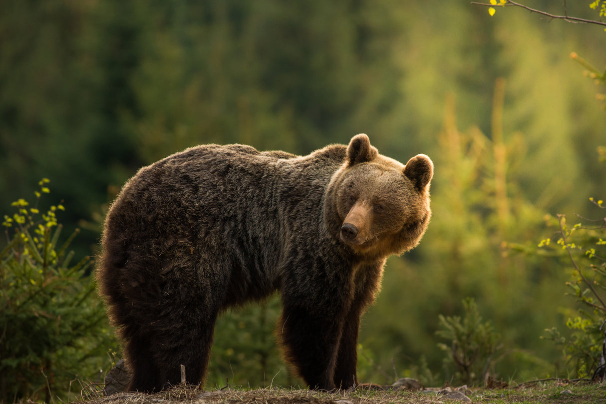 Backlit bear Poster och Canvastavla