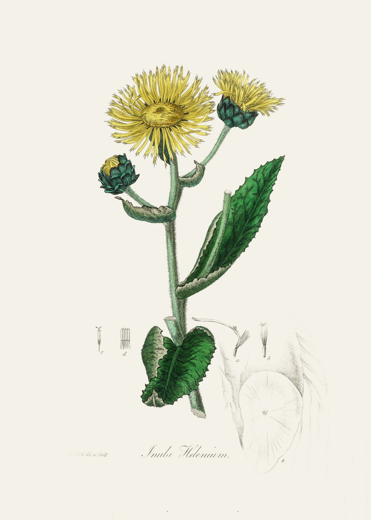 Elecampane (inula Helenium) Medical Botany Poster och Canvastavla