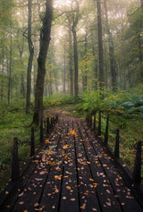 Misty morning Poster och Canvastavla