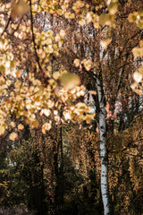 Autumn Birch Tree Poster och Canvastavla