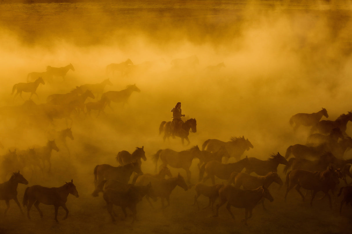 horses Poster och Canvastavla