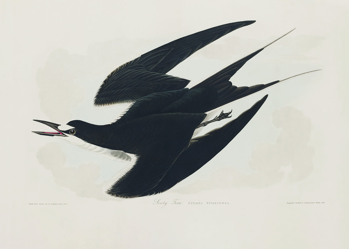 Sooty Tern From Birds of America (1827) Poster och Canvastavla