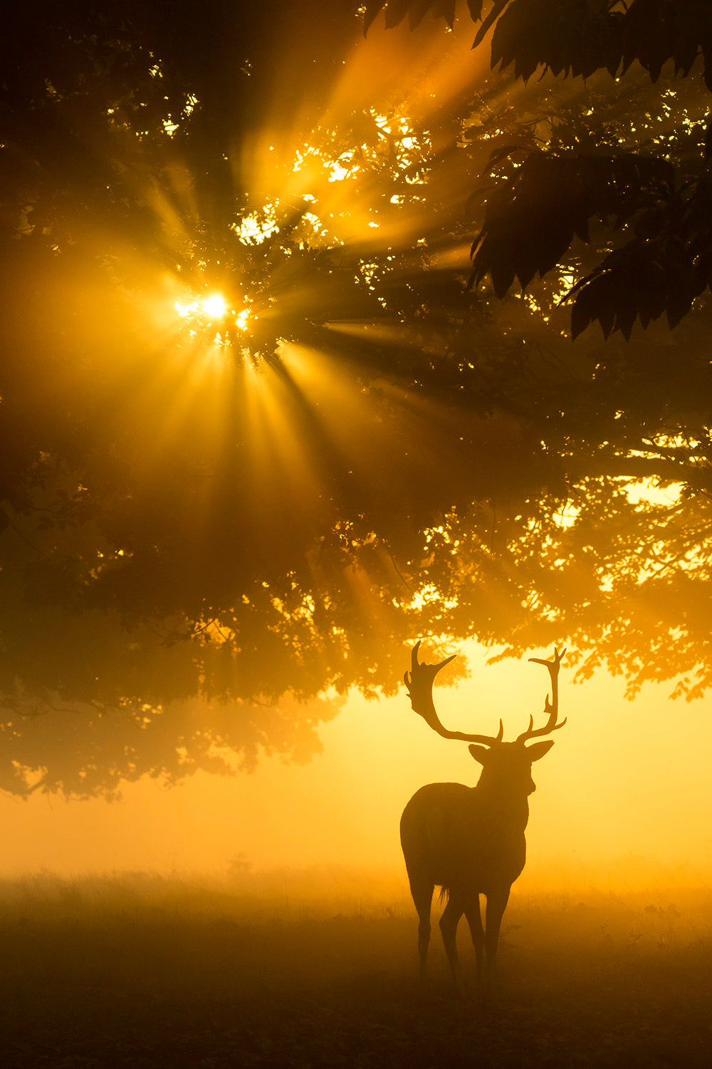 Mist on tree can't stop sunshine Poster och Canvastavla