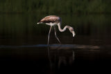 Greater Flamingo Poster och Canvastavla