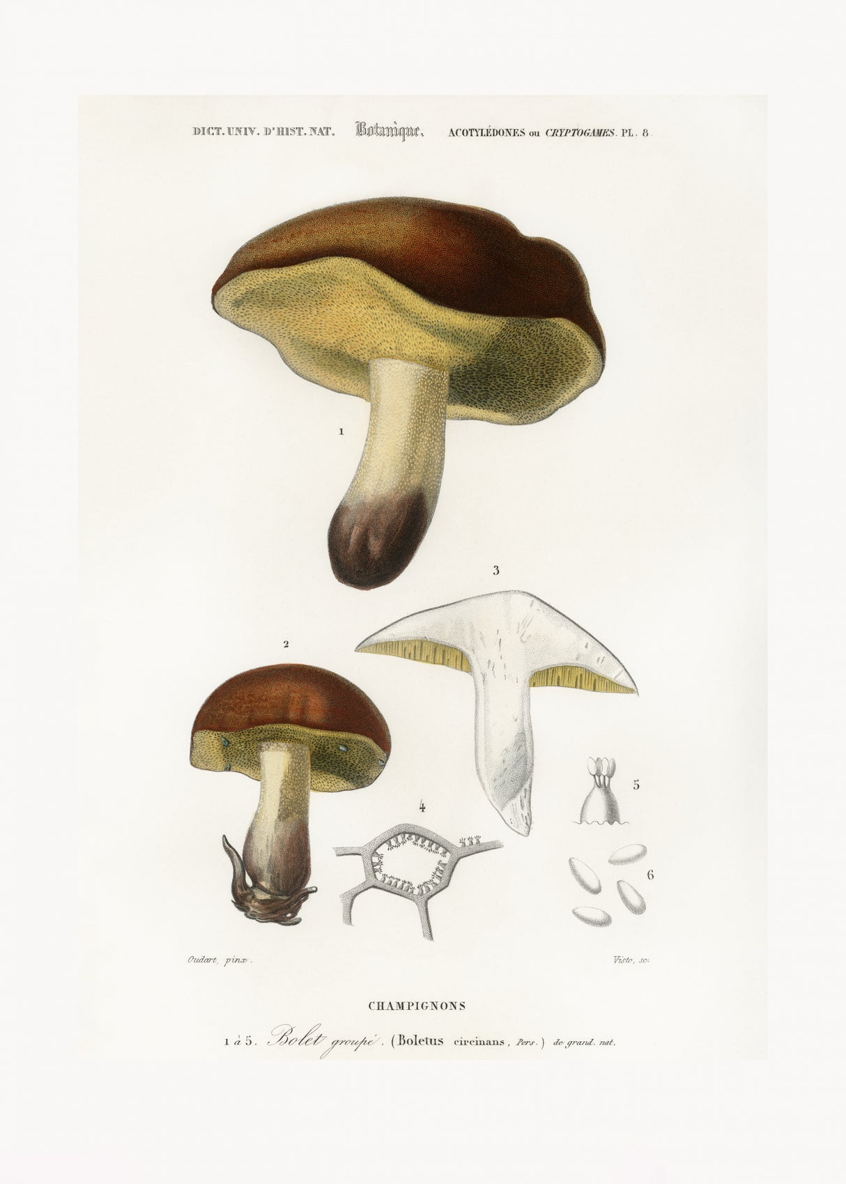 Mushroom (boletus Circinans) Poster och Canvastavla