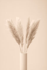 Pampas Grass Beige 11 Poster och Canvastavla