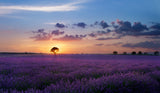 Lonely tree in Valensole Poster och Canvastavla