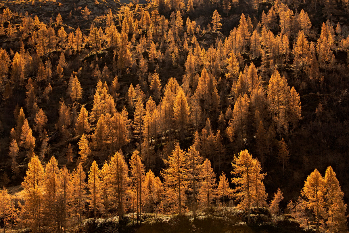 larches in autumn Poster och Canvastavla