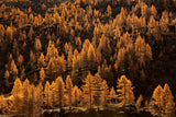 larches in autumn Poster och Canvastavla