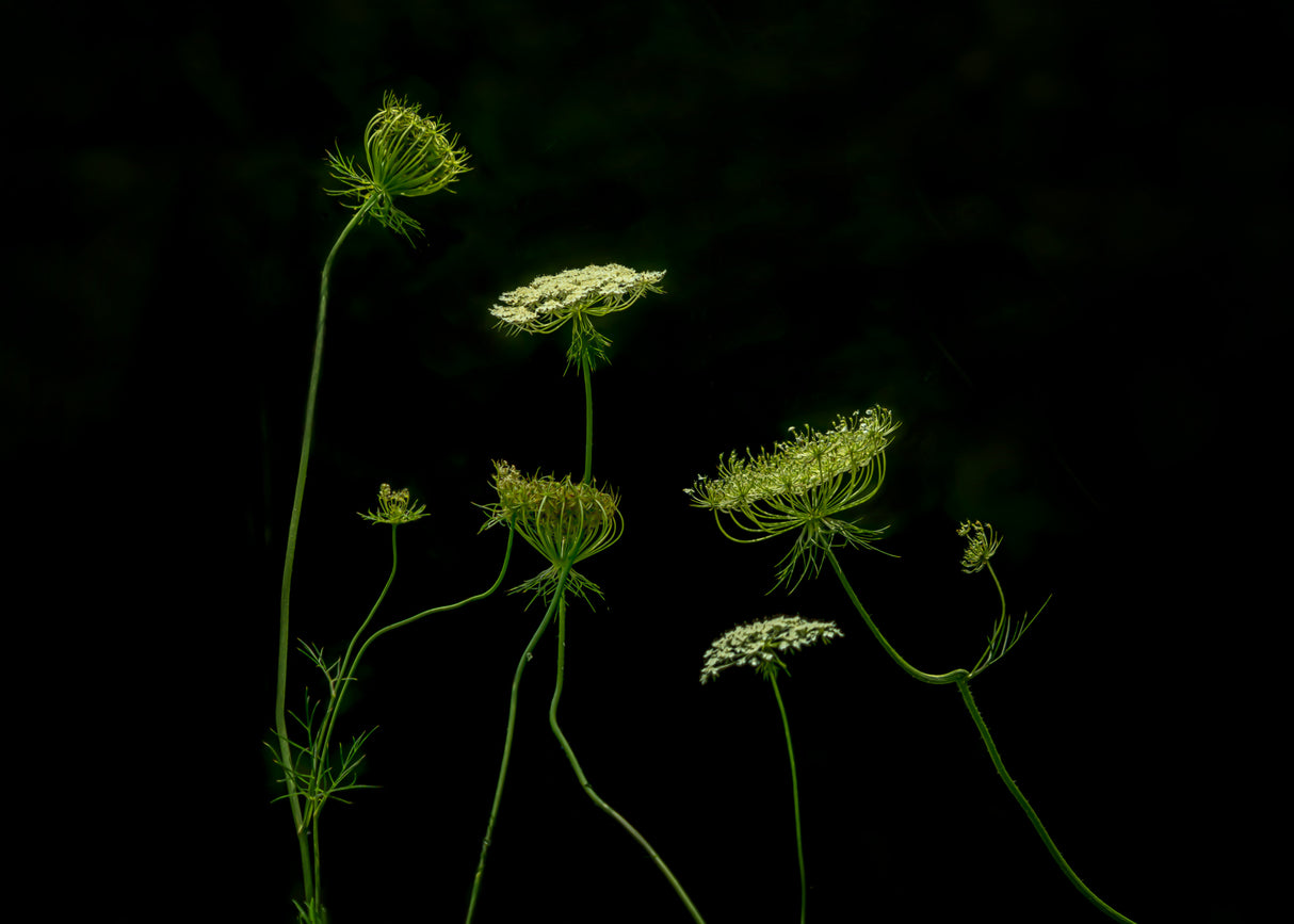 a green dance Poster och Canvastavla