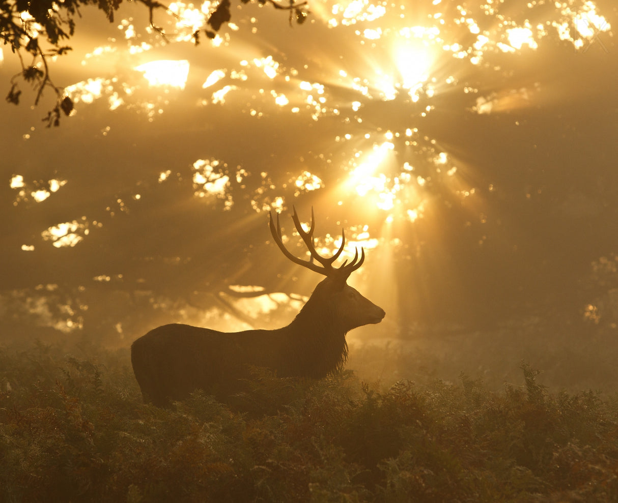 Ghost of the Forest Poster och Canvastavla