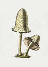 Vintage Inky Cap Edible Mushroom Poster och Canvastavla