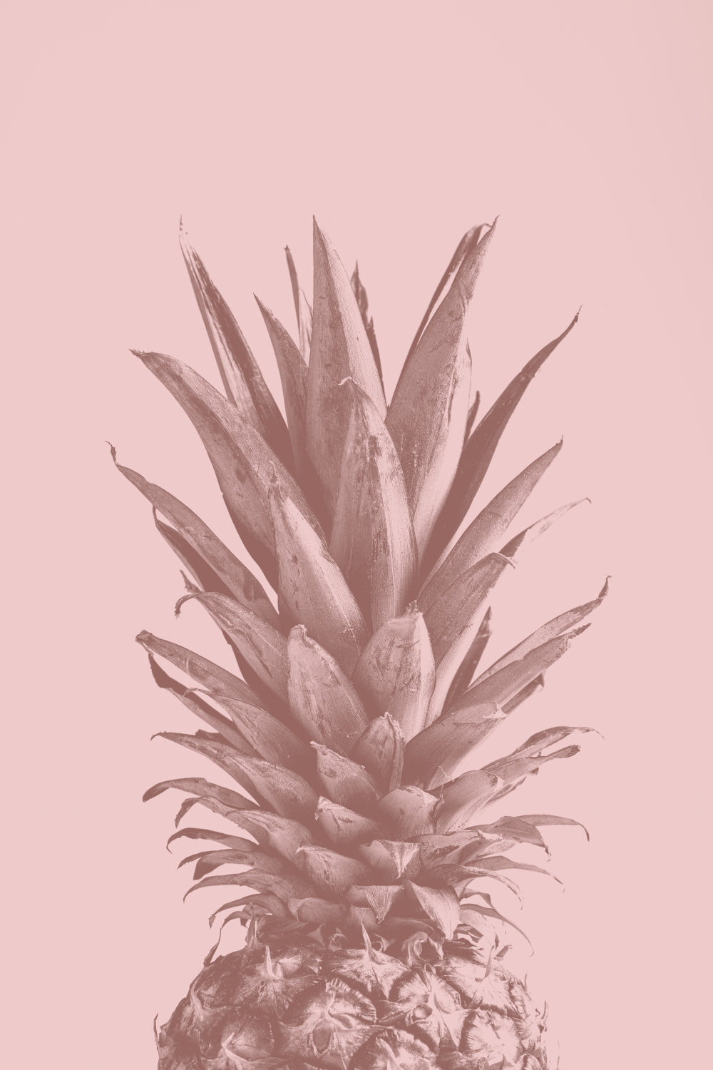 Pinapple Pink 05 Poster och Canvastavla