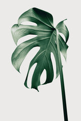 Monstera Natural 44 Poster och Canvastavla