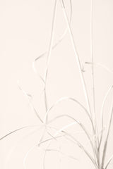 Dried Grass Light Beige Poster och Canvastavla