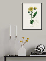 Elecampane (inula Helenium) Medical Botany Poster och Canvastavla