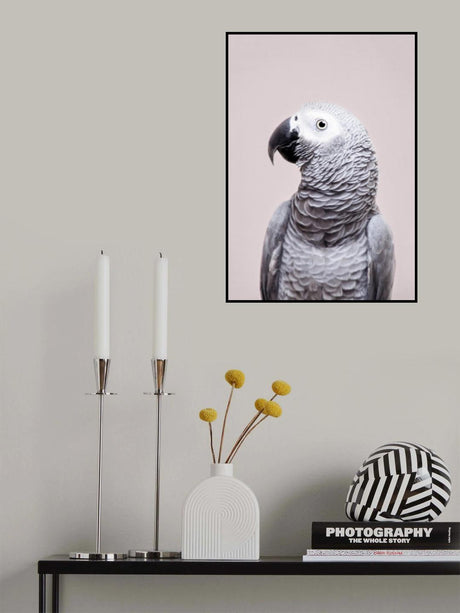 African Grey Poster och Canvastavla