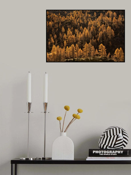 larches in autumn Poster och Canvastavla