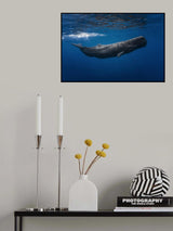 Sperm whale Poster och Canvastavla