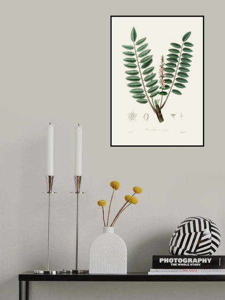 Boswellia Serrata Medical Botany Poster och Canvastavla