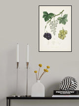 Common Grape Vine (vitis Vinifera) Medical Botany Poster och Canvastavla