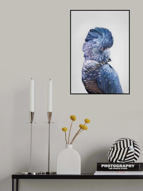 Black Cockatoo Poster och Canvastavla