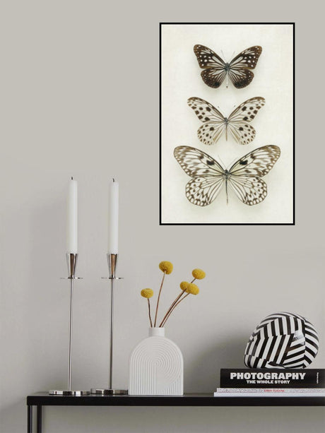 Three Neutral Butterflies Poster och Canvastavla