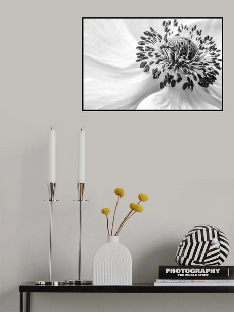 Anemone Poster och Canvastavla