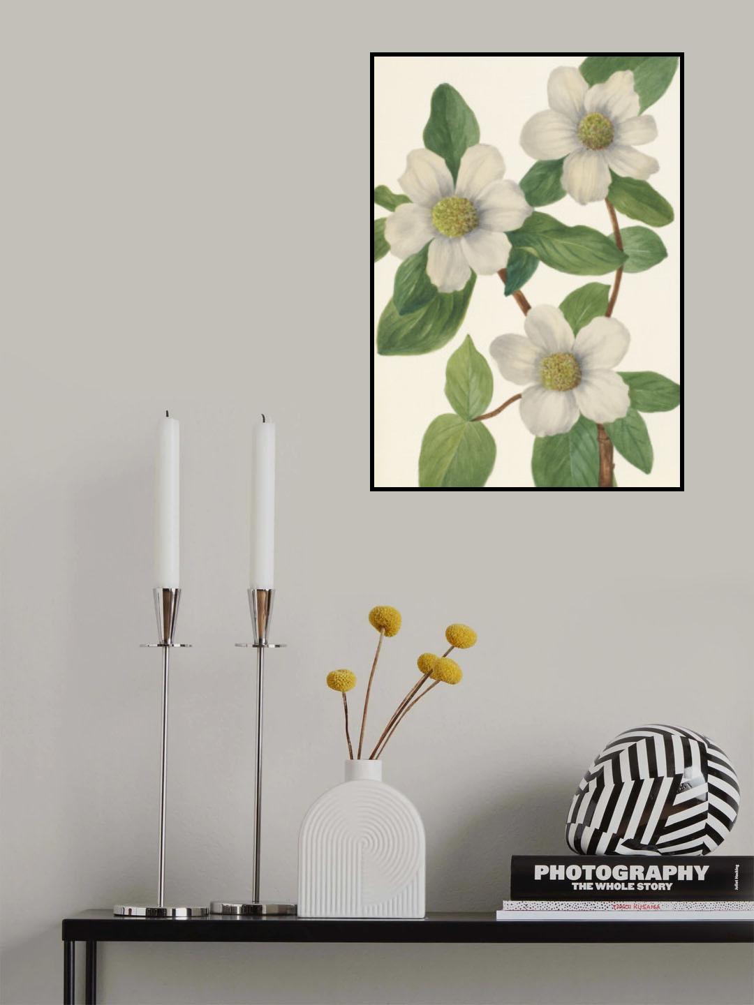 Pacific Dogwood Poster och Canvastavla