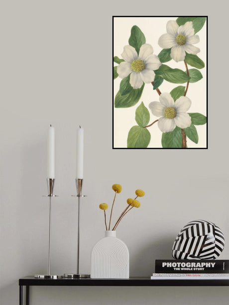 Pacific Dogwood Poster och Canvastavla