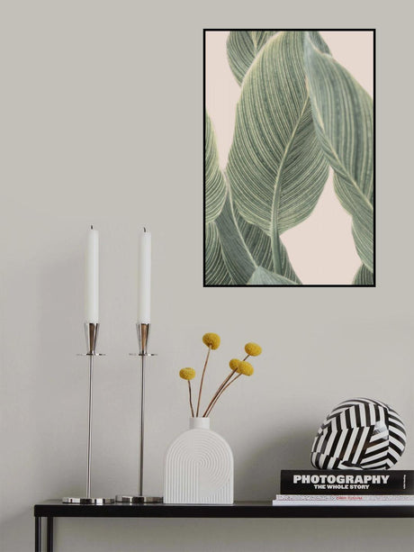 Calla Leaf Poster och Canvastavla