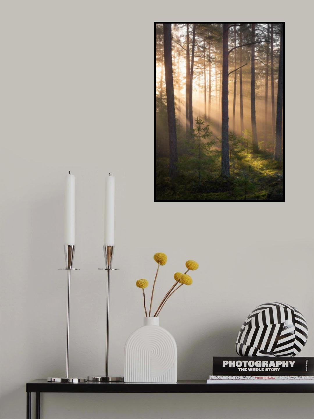 Foggy forest Poster och Canvastavla