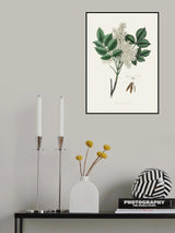 Manna Ash (fraxinus Ornus) Medical Botany Poster och Canvastavla