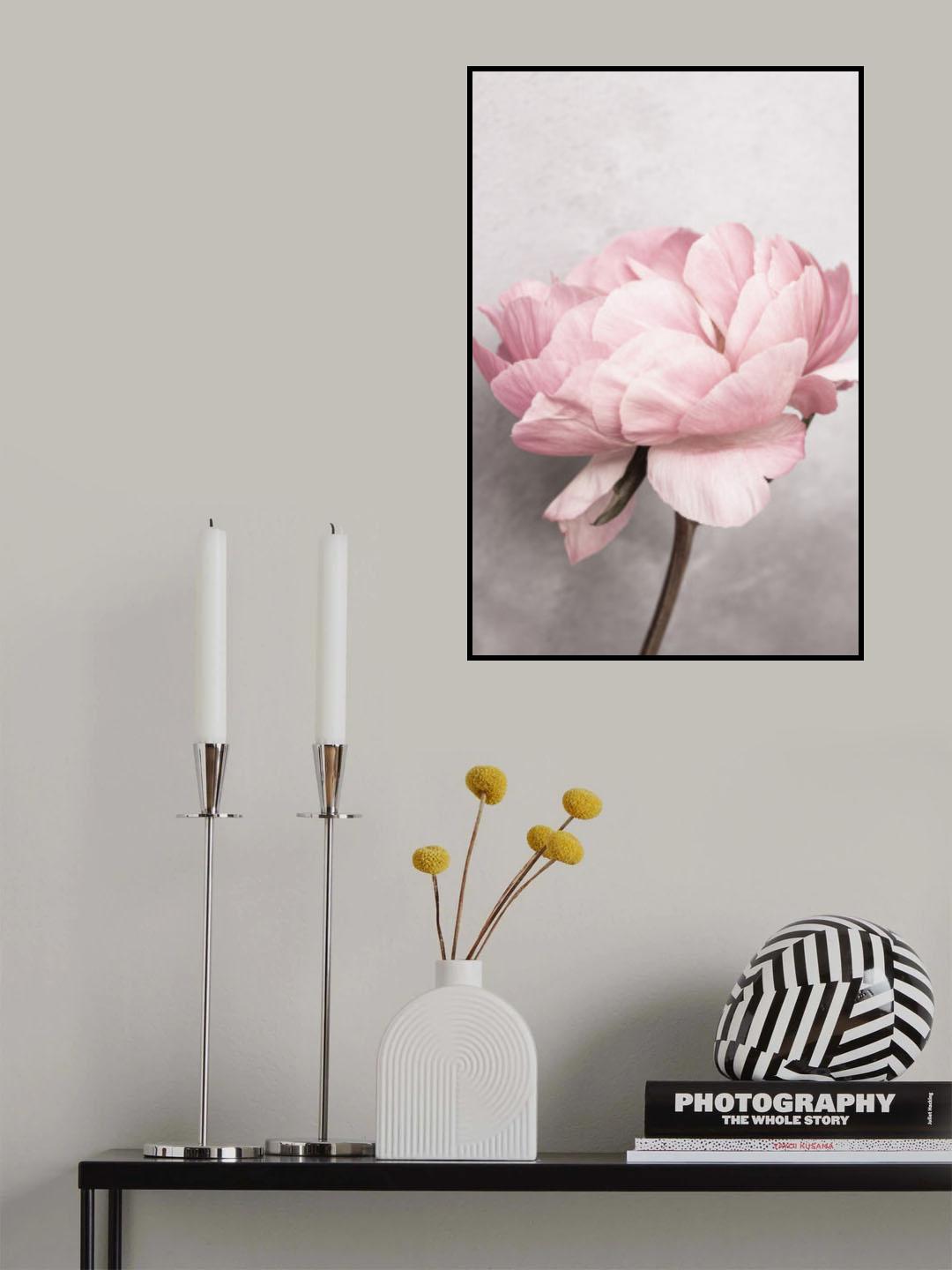 Peony Poster och Canvastavla