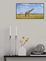 Trio Giraffes Poster och Canvastavla