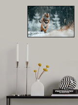 The Siberian tiger Poster och Canvastavla