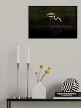 Greater Flamingo Poster och Canvastavla