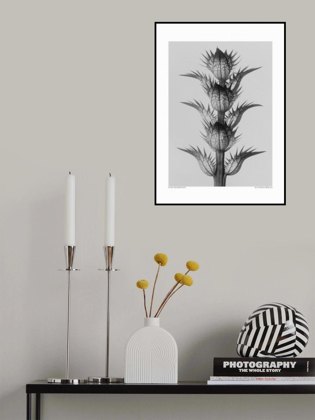 Acanthus mollis Poster och Canvastavla