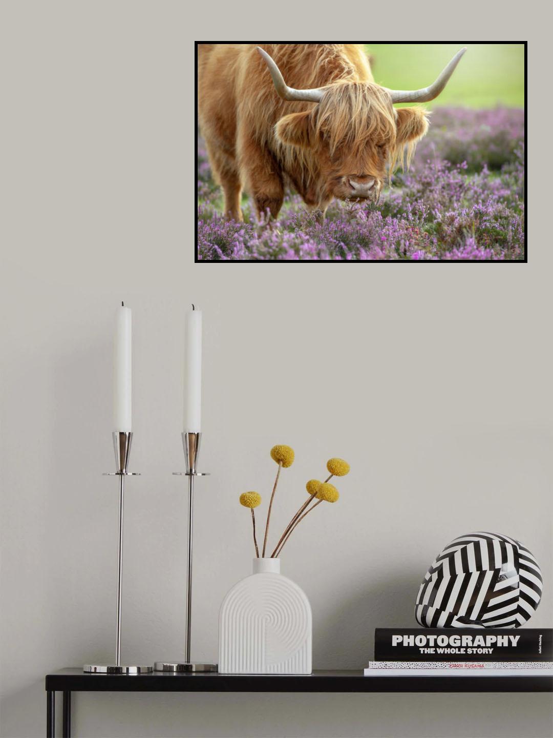 Highland in Heather Poster och Canvastavla