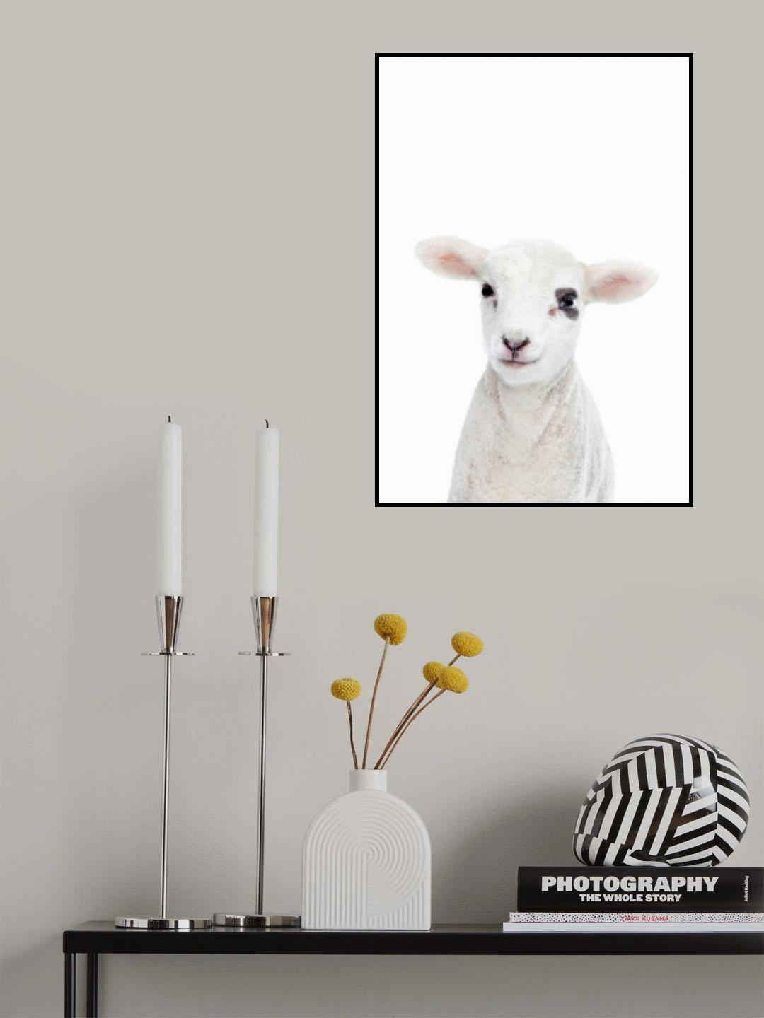 Baby Lamb Poster och Canvastavla