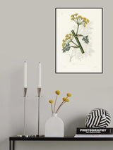 Ferula Persica Medical Botany Poster och Canvastavla