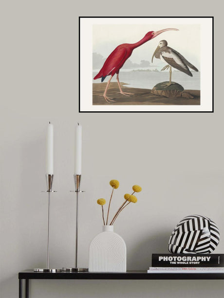 Scarlet Ibis From Birds of America (1827) Poster och Canvastavla