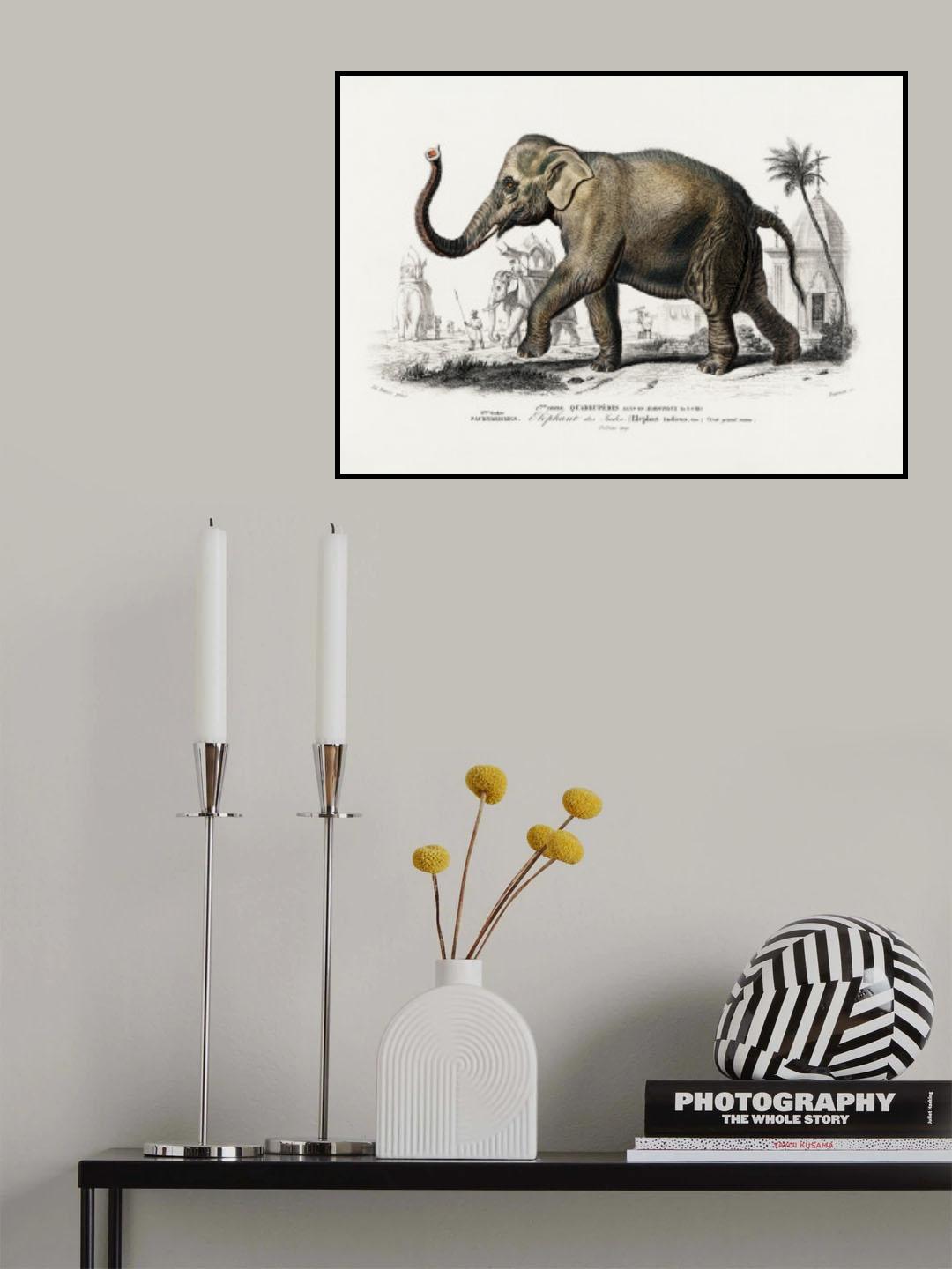 Asiatic Elephant Poster och Canvastavla