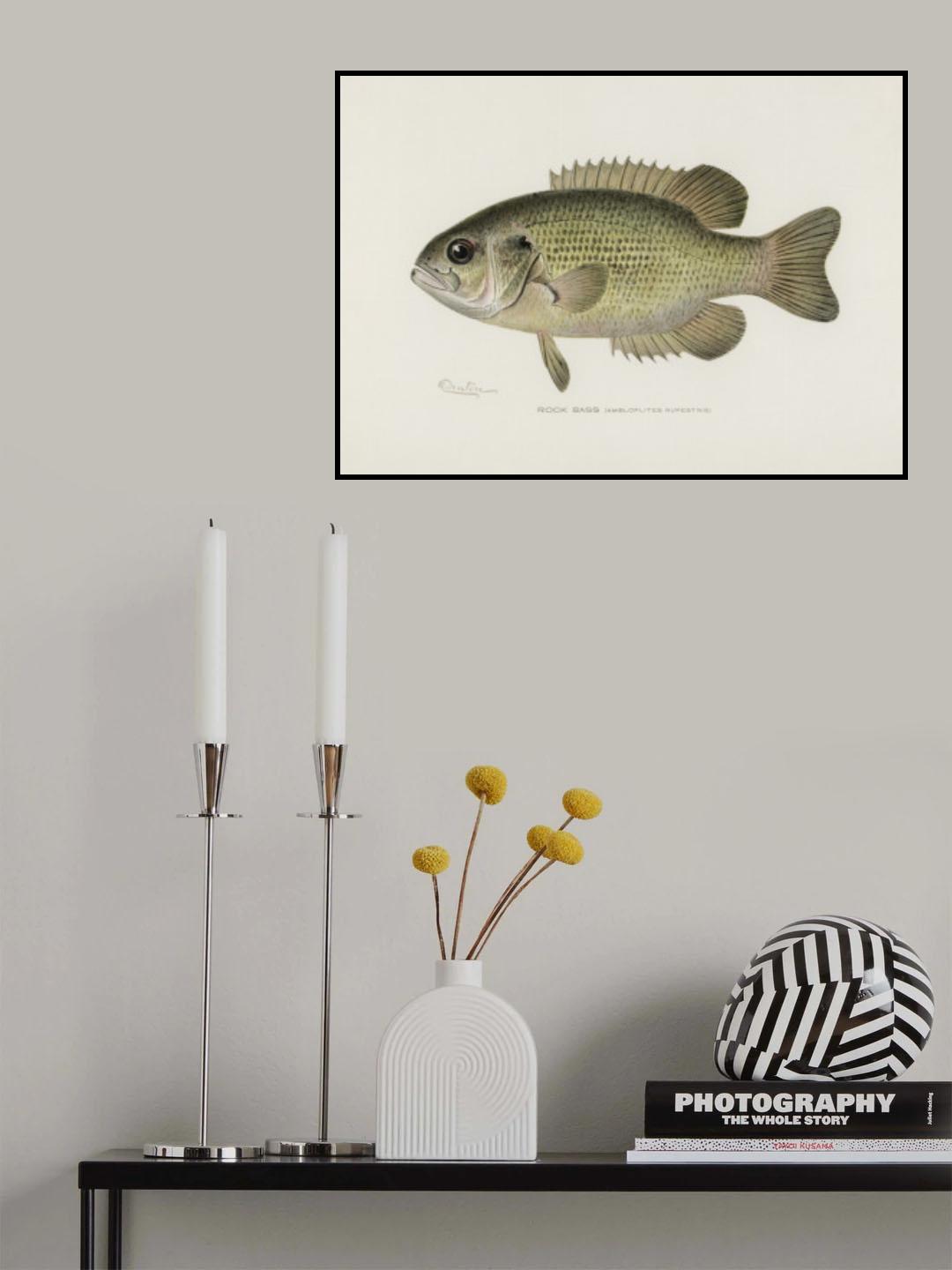 Rock Bass (ambloplites Rupestris) By Sherman F. Denton (1856 1937) Poster och Canvastavla