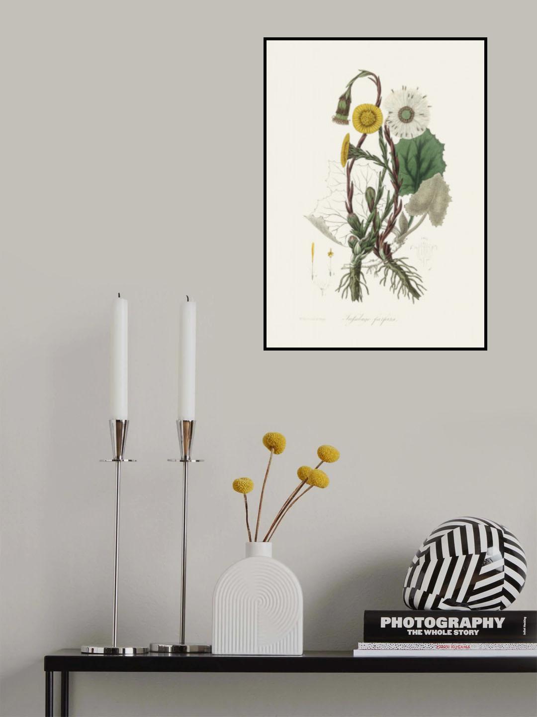 Coltsfoot (tussilago Farfara)  Medical Botany Poster och Canvastavla