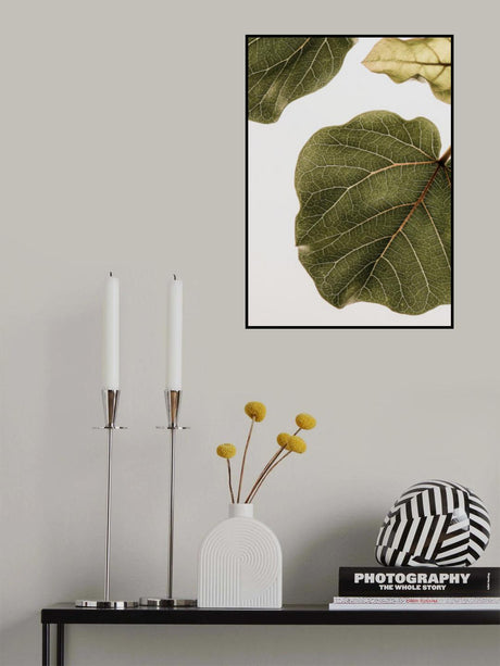 Abutifolia No2 Poster och Canvastavla