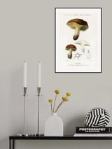 Mushroom (boletus Circinans) Poster och Canvastavla