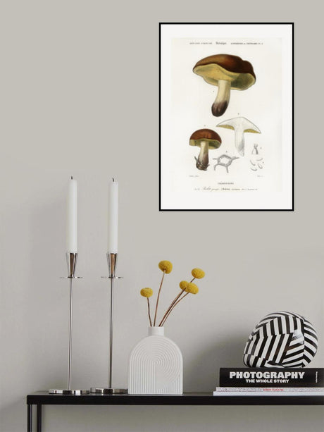 Mushroom (boletus Circinans) Poster och Canvastavla