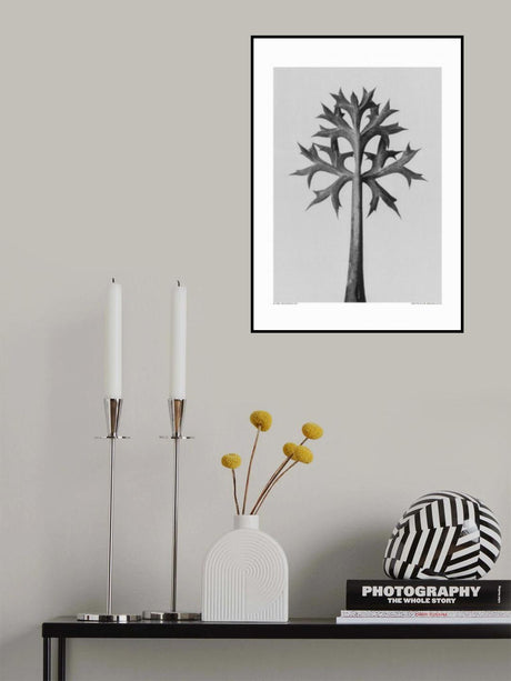 Eryngium Bourgatii Poster och Canvastavla